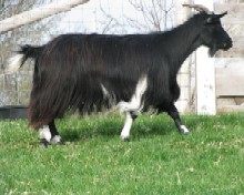 Faint Hope Acres Casta Spell